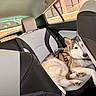 Luna is registered to the contest to win money with this photo: dog, husky, car, backseat, pet, animal, window, seat, interior, leash, resting, fur, ears, paws, curious, vehicle, daylight, brick_wall, seatbelt, relaxed