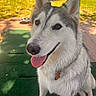 dog, husky, tongue_out, pet, outdoor, green_mat, sunlight, happy, animal, fur, ears, collar, smiling, canine, face, sitting, nature, grass, daylight, playful