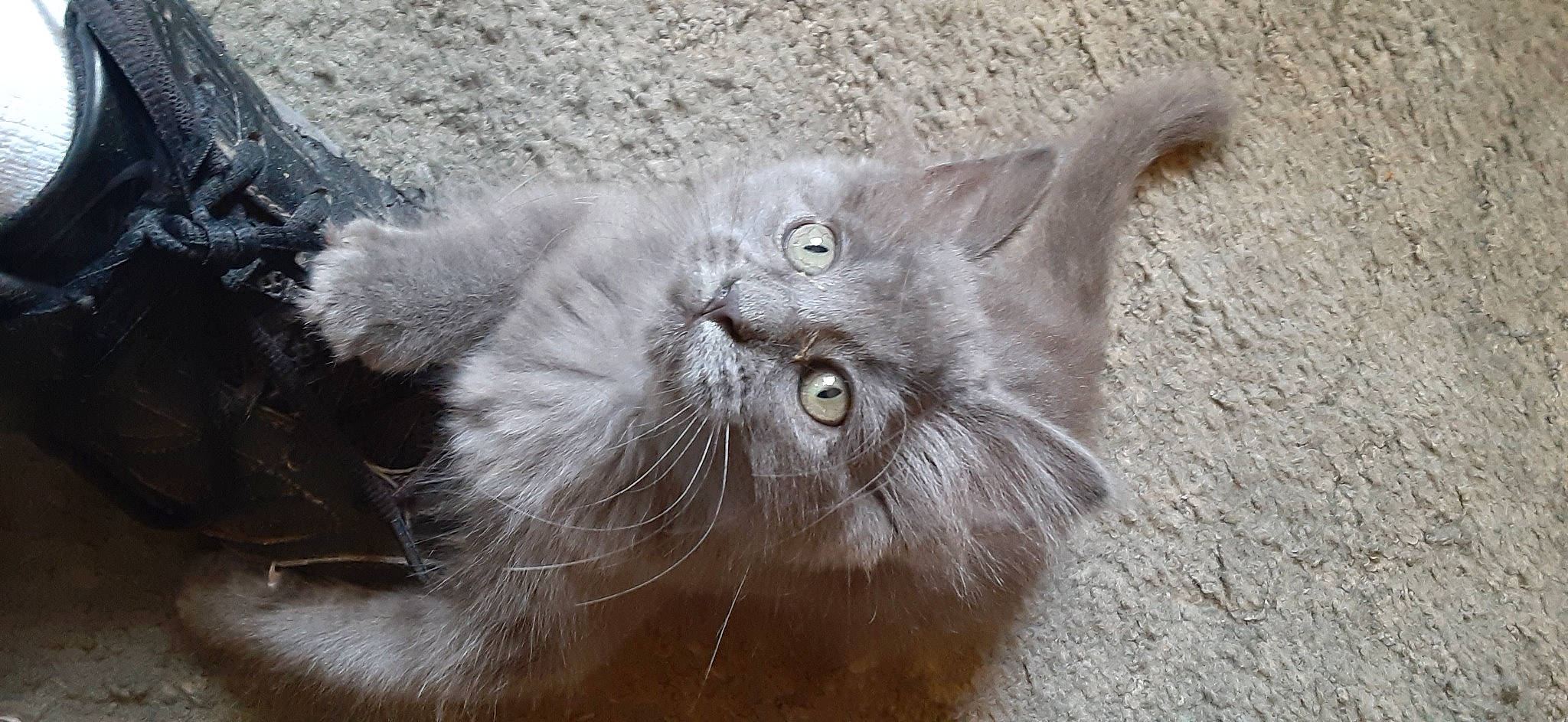 Graycie is registered to the contest to win money with this photo: british_longhair, carnivore, cat, claw, felidae, fur, grey, paw, small_to_medium_sized_cats, tail, terrestrial_animal, whiskers