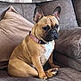 dog, french_bulldog, pet, sitting, couch, pillow, blanket, indoor, brown, tan, collar, animal, canine, fur, ears, snout, home, relaxed, comfortable, portrait