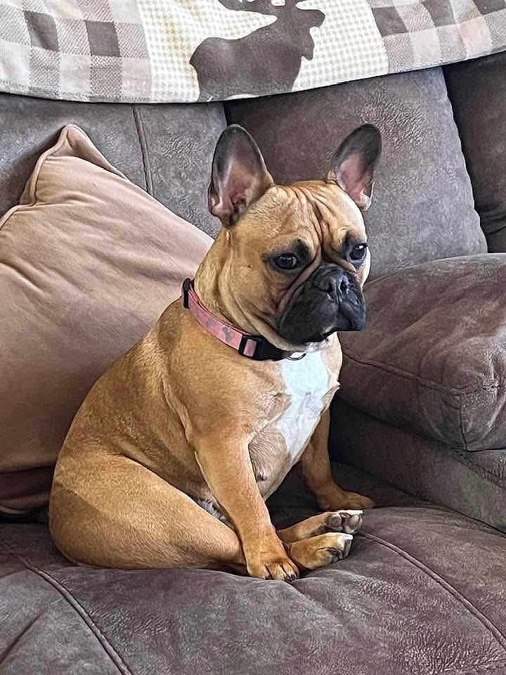 Layla is registered to the contest to win money with this photo: dog, french_bulldog, pet, sitting, couch, pillow, blanket, indoor, brown, tan, collar, animal, canine, fur, ears, snout, home, relaxed, comfortable, portrait