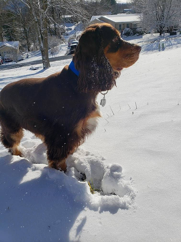 Oakley joined the competition — help win amazing prizes! bernese_mountain_dog, brown, canidae, carnivore, collar, companion_dog, dog, dog_breed, dog_collar, freezing, fur, hunting_dog, mammal, precipitation, snout, snow, sporting_group, vertebrate, winter, working_animal