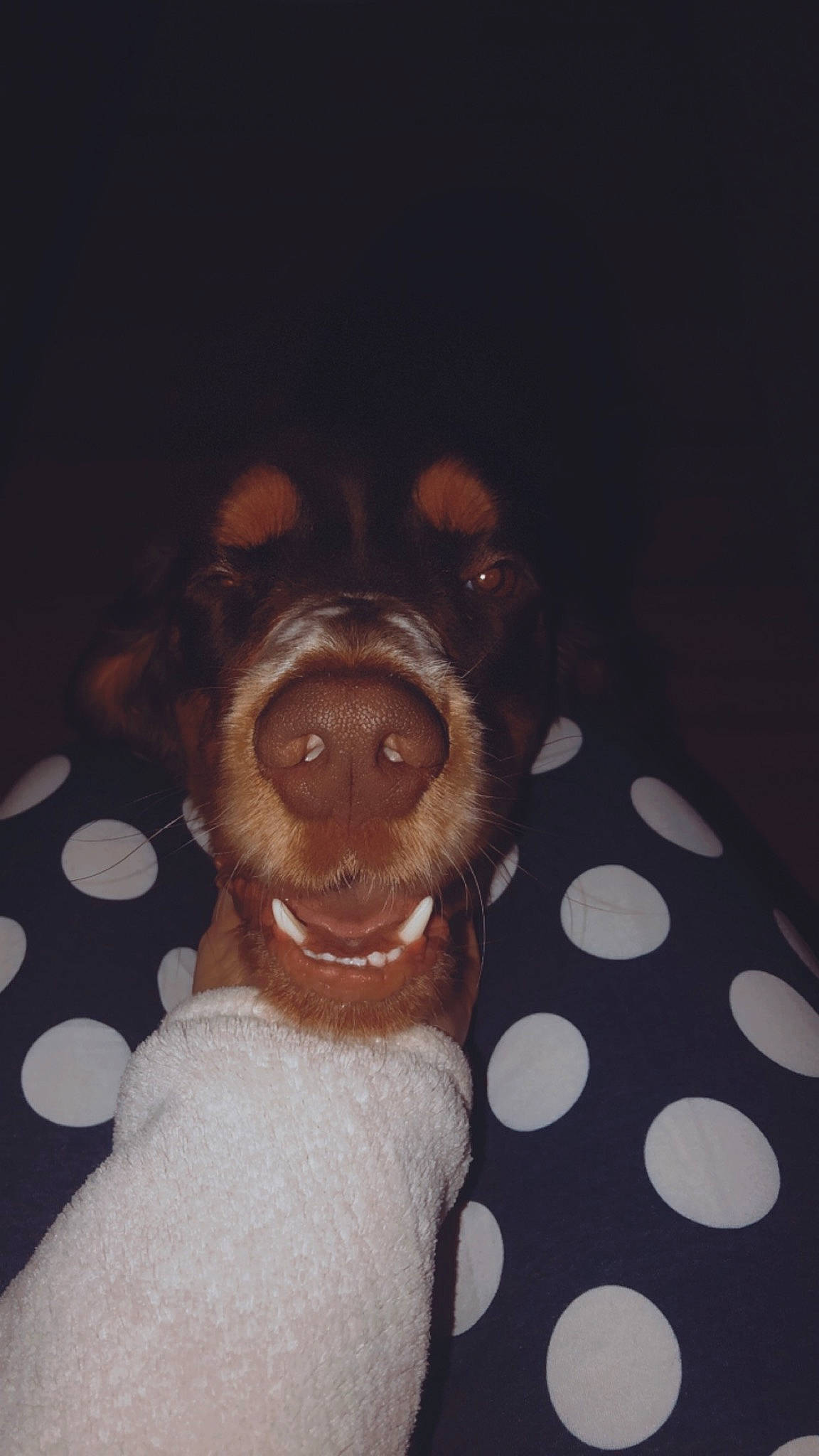 Oakley is registered to the contest to win money with this photo: brown, canidae, carnivore, companion_dog, darkness, dog, dog_breed, fawn, fur, jaw, liver, polka_dot, snout, sporting_group, tan, tongue, whiskers, working_animal, working_dog