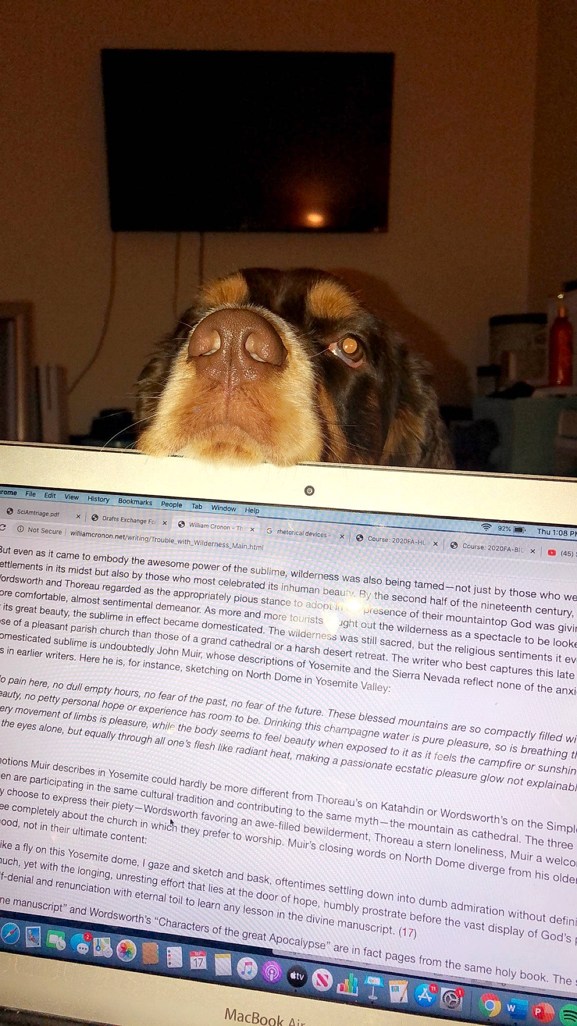 Oakley is registered to the contest to win money with this photo: canidae, carnivore, companion_dog, dog, dog_breed, fawn, liver, molosser, snout, sporting_group, whiskers, working_animal, working_dog