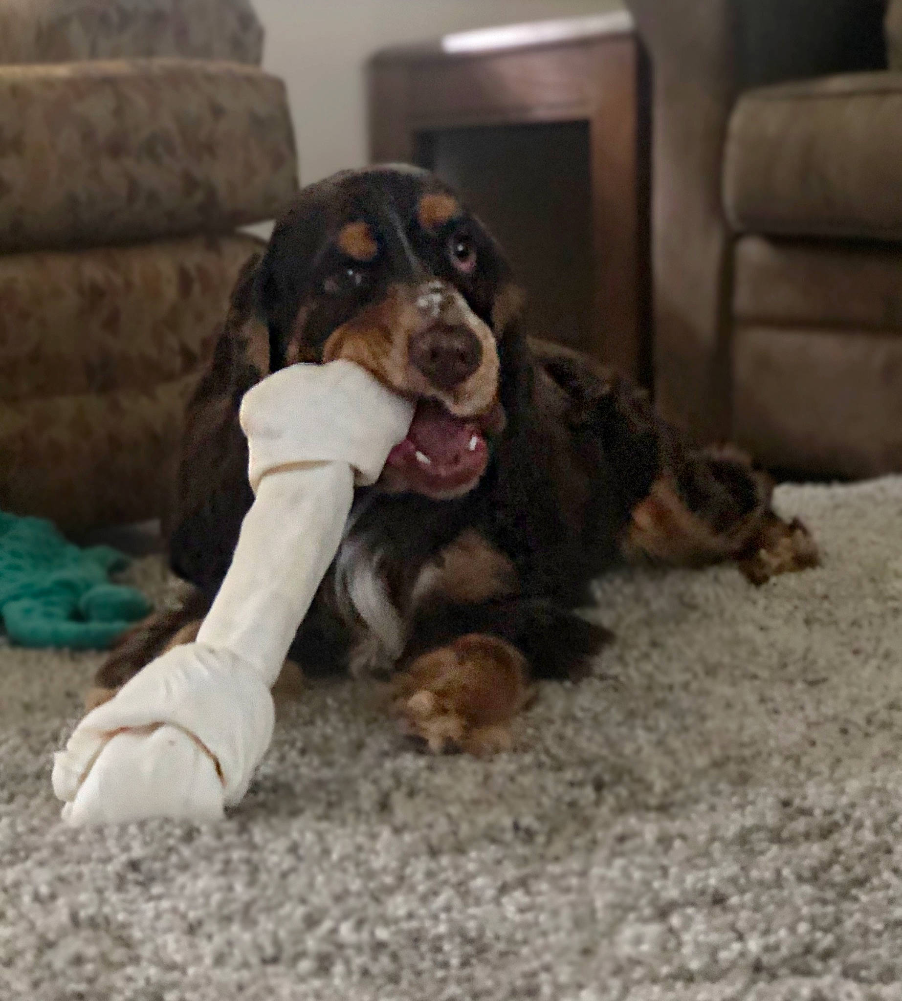 Oakley is registered to the contest to win money with this photo: beaglier, brown, canidae, carnivore, companion_dog, couch, dog, dog_breed, fawn, floor, fur, home, living_room, mammal, paw, snout, sporting_group, terrestrial_animal, vertebrate, working_animal