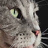 Mowgli participe au concours pour gagner de l'argent avec cette photo : animal, cat, close_up, curious, cute, detailed, domestic_cat, face, feline, fur, gray_cat, green_eyes, mammal, nature, pet, pink_nose, portrait, side_profile, soft_light, whiskers