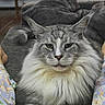 Mowgli participe au concours pour gagner de l'argent avec cette photo : animal, cat, couch, cozy, domestic_cat, ears, feline, floral_pants, fluffy, gray_cat, indoor, legs, living_room, long_hair, pet, relaxed, resting, tail, whiskers, white_fur