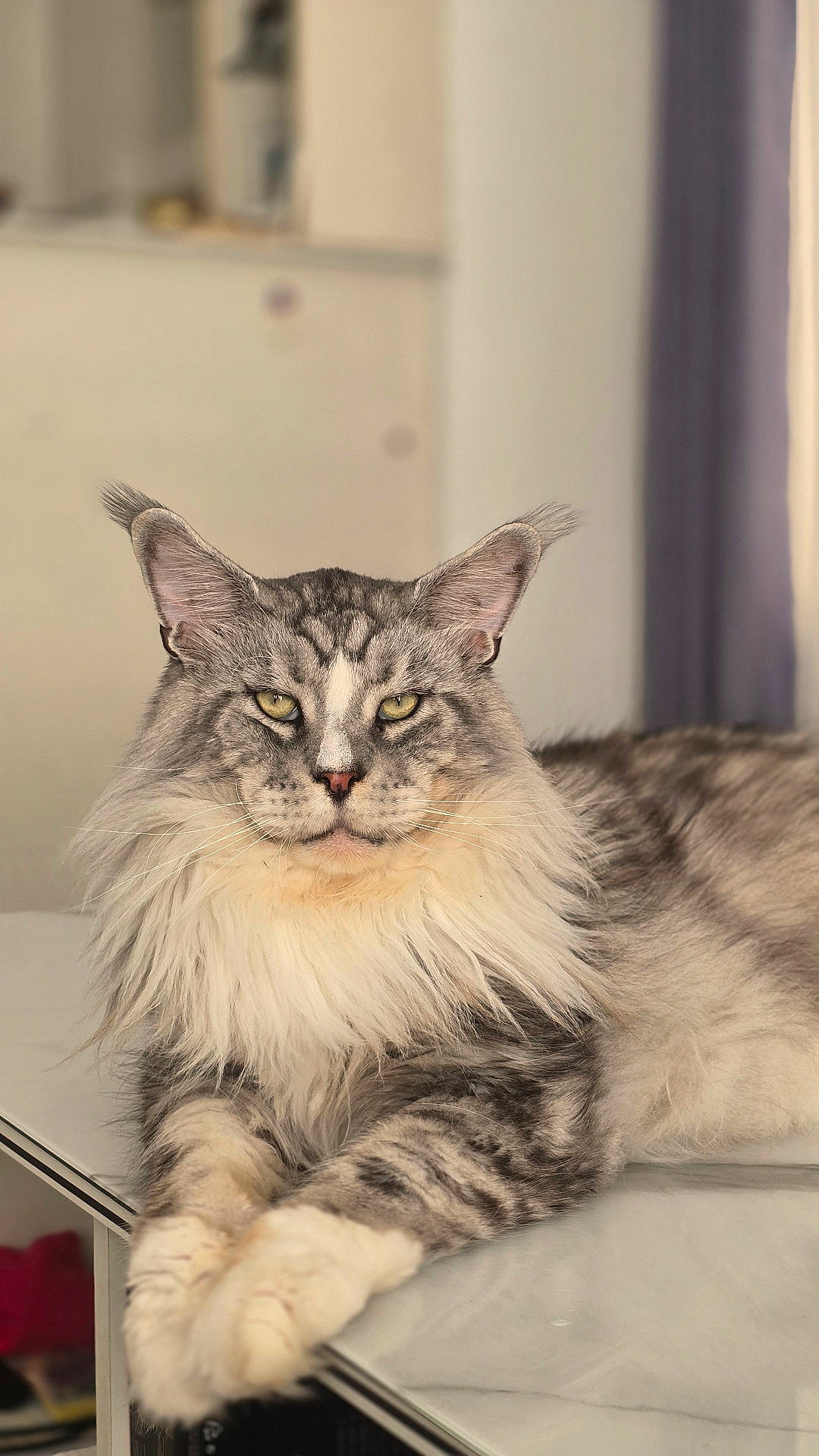 Mowgli