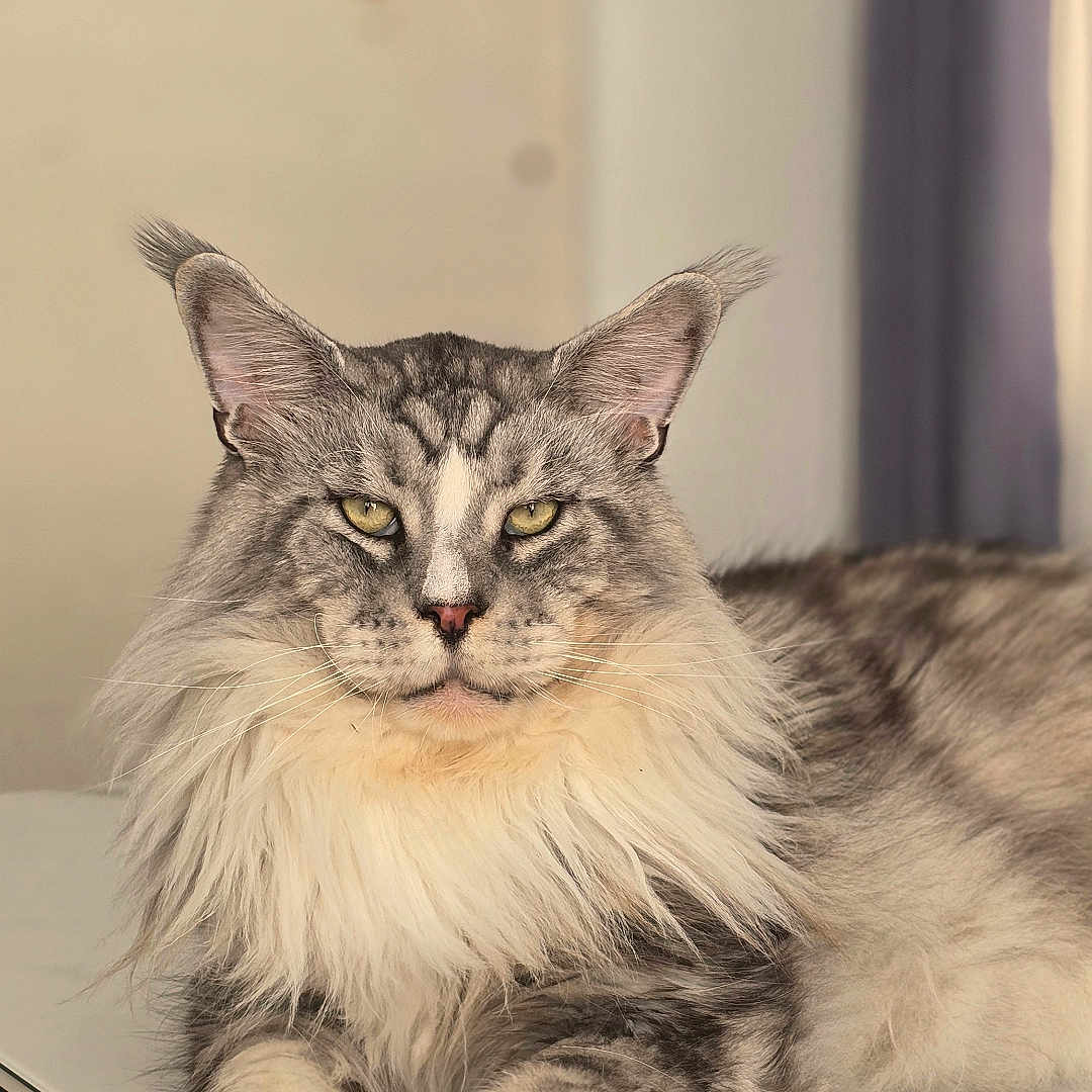Mowgli