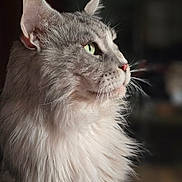 Mowgli participe au concours pour gagner de l'argent avec cette photo : cat, fluffy, gray, green_eyes, portrait, side_view, feline, whiskers, domestic_cat, long_hair, pet, animal, close_up, indoor, soft_light, curious, calm, muzzle, ears, furry