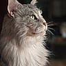cat, fluffy, gray, green_eyes, portrait, side_view, feline, whiskers, domestic_cat, long_hair, pet, animal, close_up, indoor, soft_light, curious, calm, muzzle, ears, furry