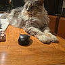 animal, black_object, brown, cat, cozy, domestic_cat, feline, fluffy, fur, furniture, gray, hama, indoor, living_room, paws, pet, relaxed, resting, table, wooden_table
