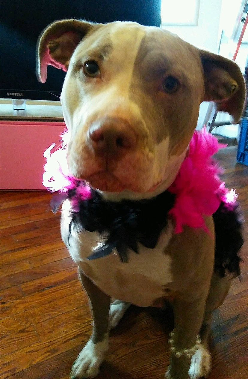 Lucy is registered to the contest to win money with this photo: canidae, carnivore, collar, companion_dog, dog, dog_breed, dog_collar, dog_supply, fawn, flooring, fur, hardwood, liver, pet_supply, pink, selfie, snout, sporting_group, whiskers, working_animal