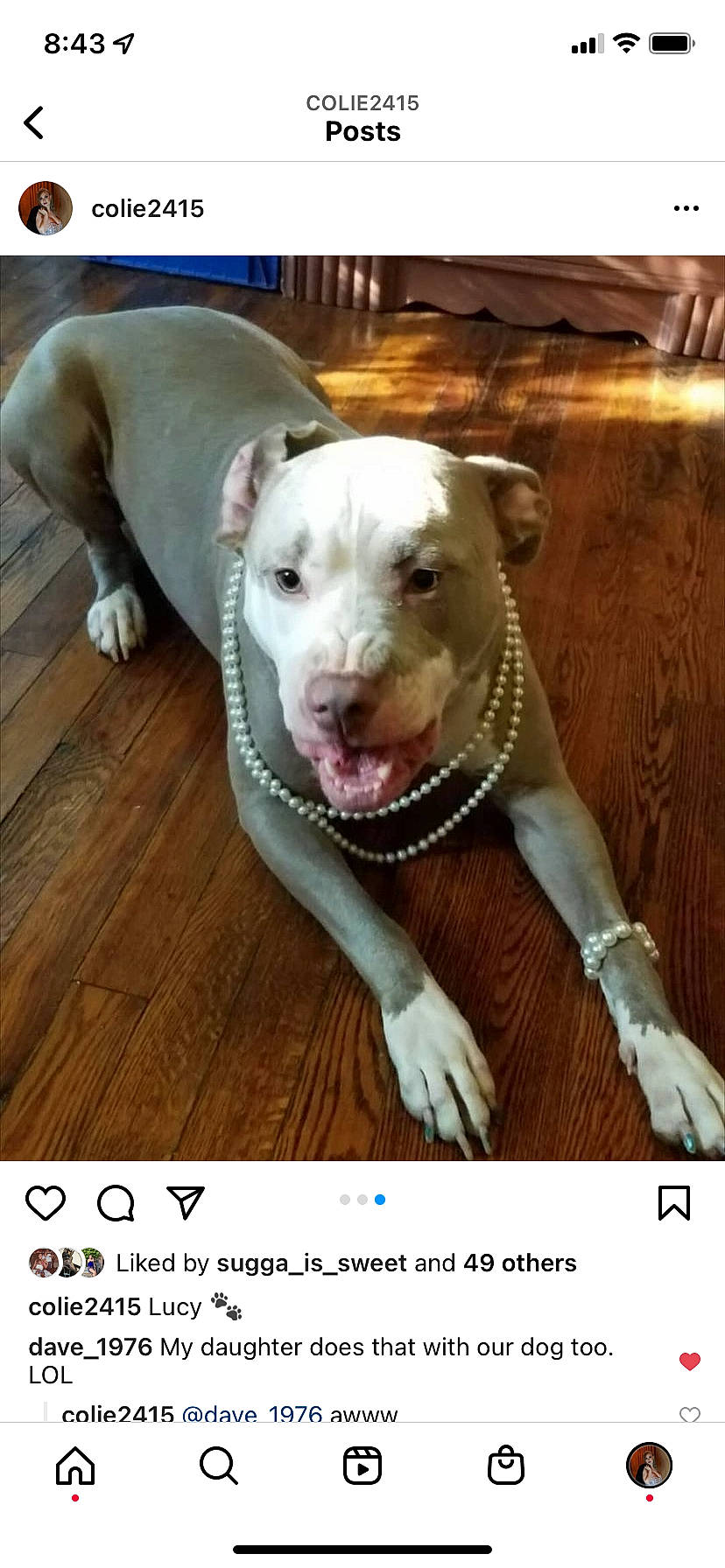 Lucy joined the competition — help win amazing prizes! canidae, carnivore, collar, companion_dog, dog, dog_breed, dog_collar, dog_supply, fawn, font, hardwood, metal, paw, pet_supply, photo_caption, rectangle, sporting_group, whiskers, wood, working_animal