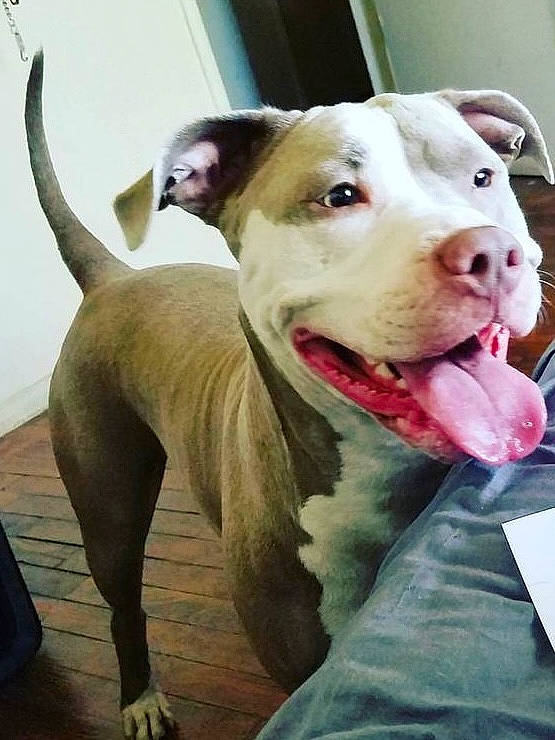 Lucy joined the competition — help win amazing prizes! canidae, carnivore, collar, companion_dog, dog, dog_breed, dog_collar, dog_supply, fang, fashion_accessory, fawn, fur, jaw, pet_supply, scar, snout, sporting_group, whiskers, working_animal, wrinkle