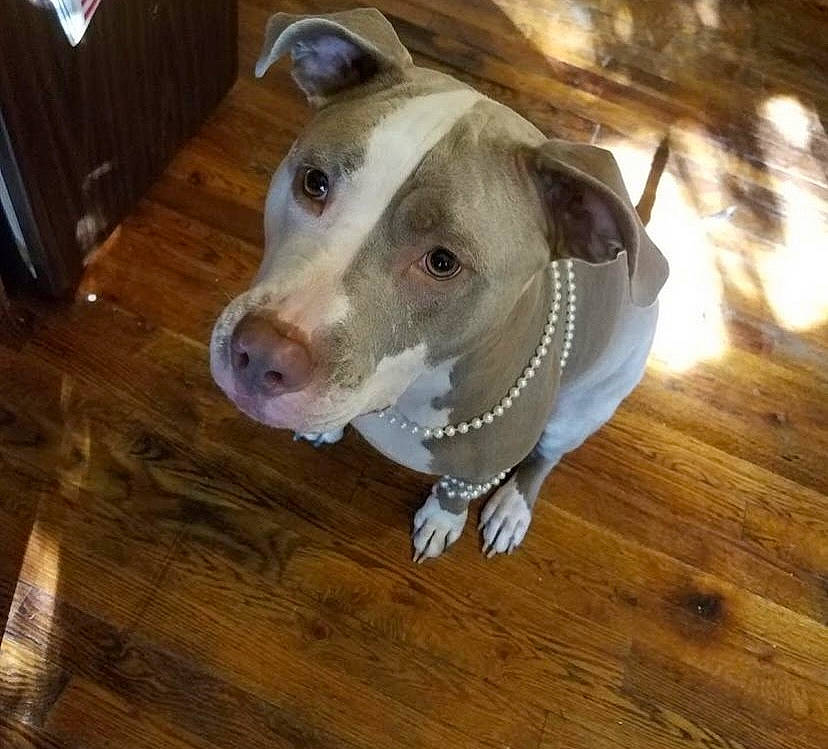 Lucy is registered to the contest to win money with this photo: canidae, carnivore, collar, companion_dog, dog, dog_breed, fawn, flooring, hardwood, ingredient, jaw, metal, pet_supply, snout, sporting_group, varnish, whiskers, wood, wood_flooring, working_animal