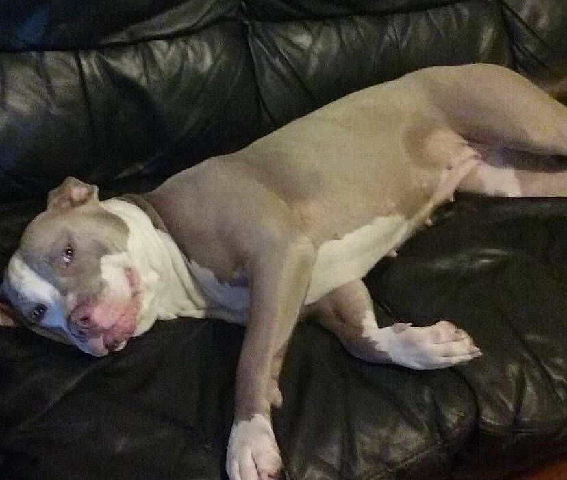 Lucy joined the competition — help win amazing prizes! canidae, carnivore, comfort, companion_dog, couch, dog, dog_breed, dogo_guatemalteco, fawn, non_sporting_group, scar, sleeper_chair, sporting_group, tail, terrestrial_animal, toy_dog, working_animal