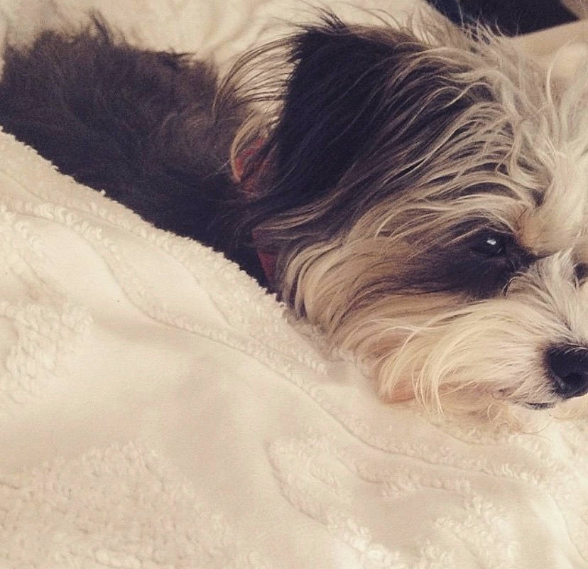 Handsome joined the competition — help win amazing prizes! biewer_terrier, carnivore, cloud, cockapoo, comfort, companion_dog, dog, dog_breed, dog_supply, fur, liver, poodle_crossbreed, puppy_love, shih_poo, small_terrier, snout, sporting_group, terrier, toy_dog, working_animal