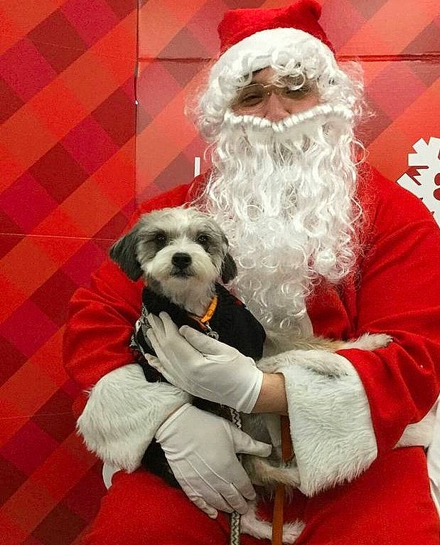Handsome is registered to the contest to win money with this photo: beard, canidae, carnivore, christmas, companion_dog, dog, dog_breed, dog_clothes, dog_supply, event, facial_hair, fur, holiday, lap, santa_claus, sitting, small_terrier, sporting_group, terrier, toy_dog