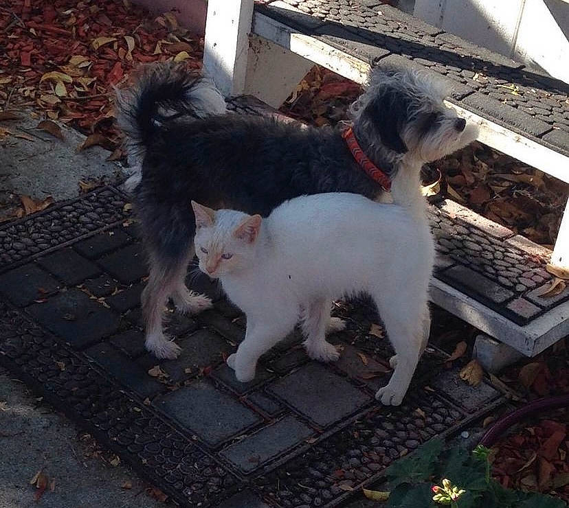 Handsome joined the competition — help win amazing prizes! canidae, carnivore, cat, companion_dog, computer_keyboard, dog_breed, domestic_short_haired_cat, felidae, fur, grey, plant, road_surface, sidewalk, small_to_medium_sized_cats, snout, sporting_group, tail, vertebrate, whiskers, working_animal