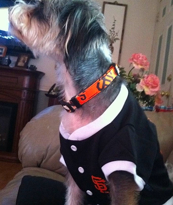 Handsome is registered to the contest to win money with this photo: bow_tie, carnivore, chinese_crested_dog, collar, companion_dog, dog, dog_breed, dog_clothes, dog_collar, dog_supply, fashion_accessory, fawn, fur, liver, pet_supply, plant, sporting_group, tail, television, working_animal