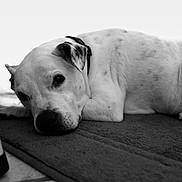 Diego joined the competition — help win amazing prizes! dog, lying_down, black_and_white, pet, animal, calm, resting, mat, close_up, indoor, portrait, canine, fur, relaxed, looking, floor, companion, domestic_animal, quiet, peaceful