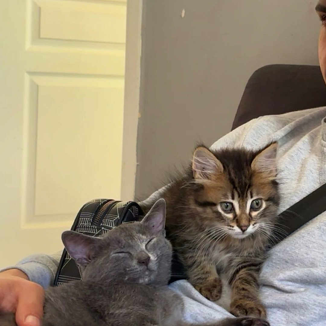 Aïko Et Ava participe au concours pour gagner de l'argent avec cette photo : animal, casual_clothing, cat, closeup, couch, cozy, curious, cute, domestic, feline, gray_cat, home, indoor, kitten, lap, person, pets, relaxed, resting, tabby_cat