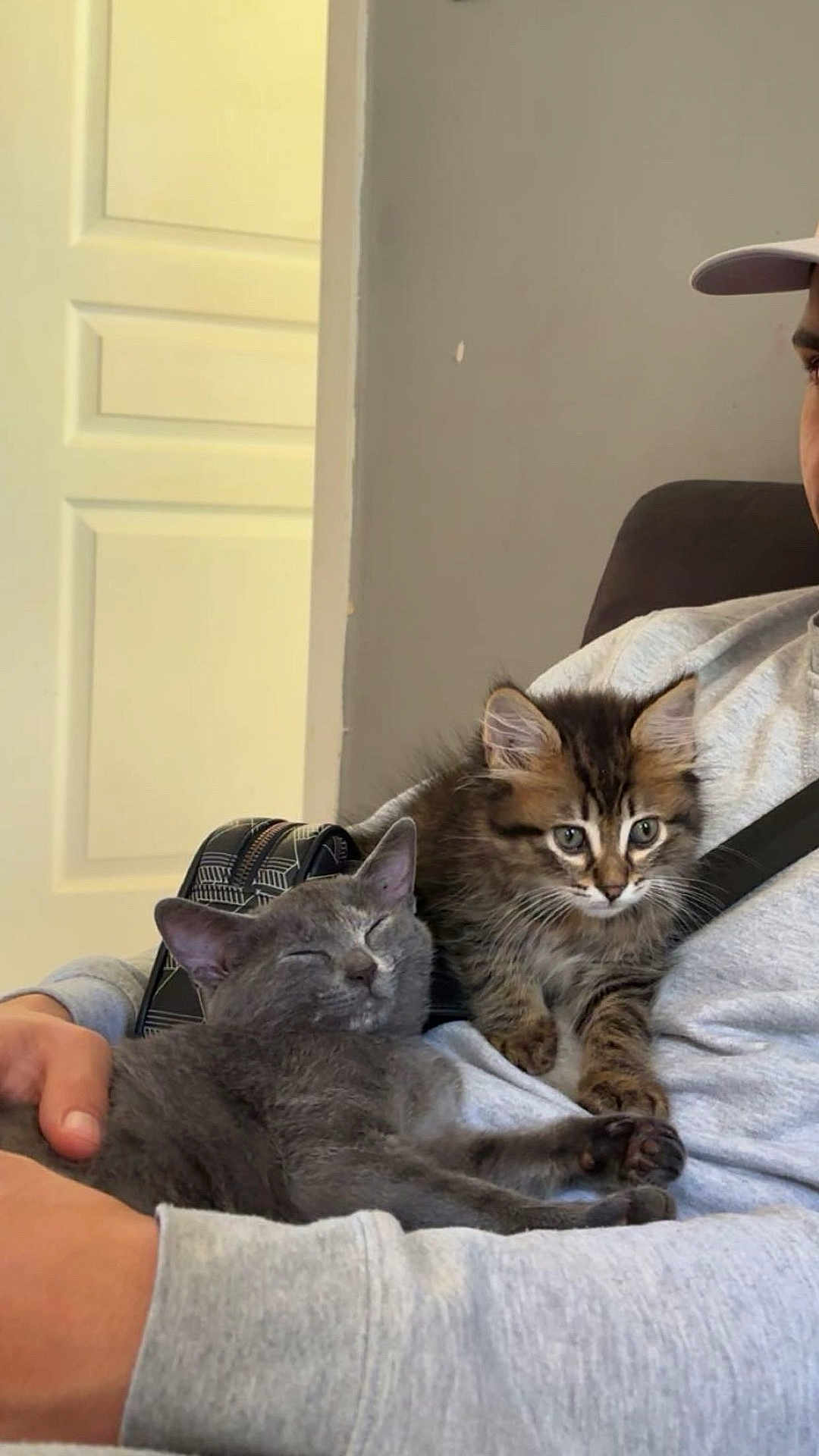 Aïko Et Ava participe au concours pour gagner de l'argent avec cette photo : animal, casual_clothing, cat, closeup, couch, cozy, curious, cute, domestic, feline, gray_cat, home, indoor, kitten, lap, person, pets, relaxed, resting, tabby_cat