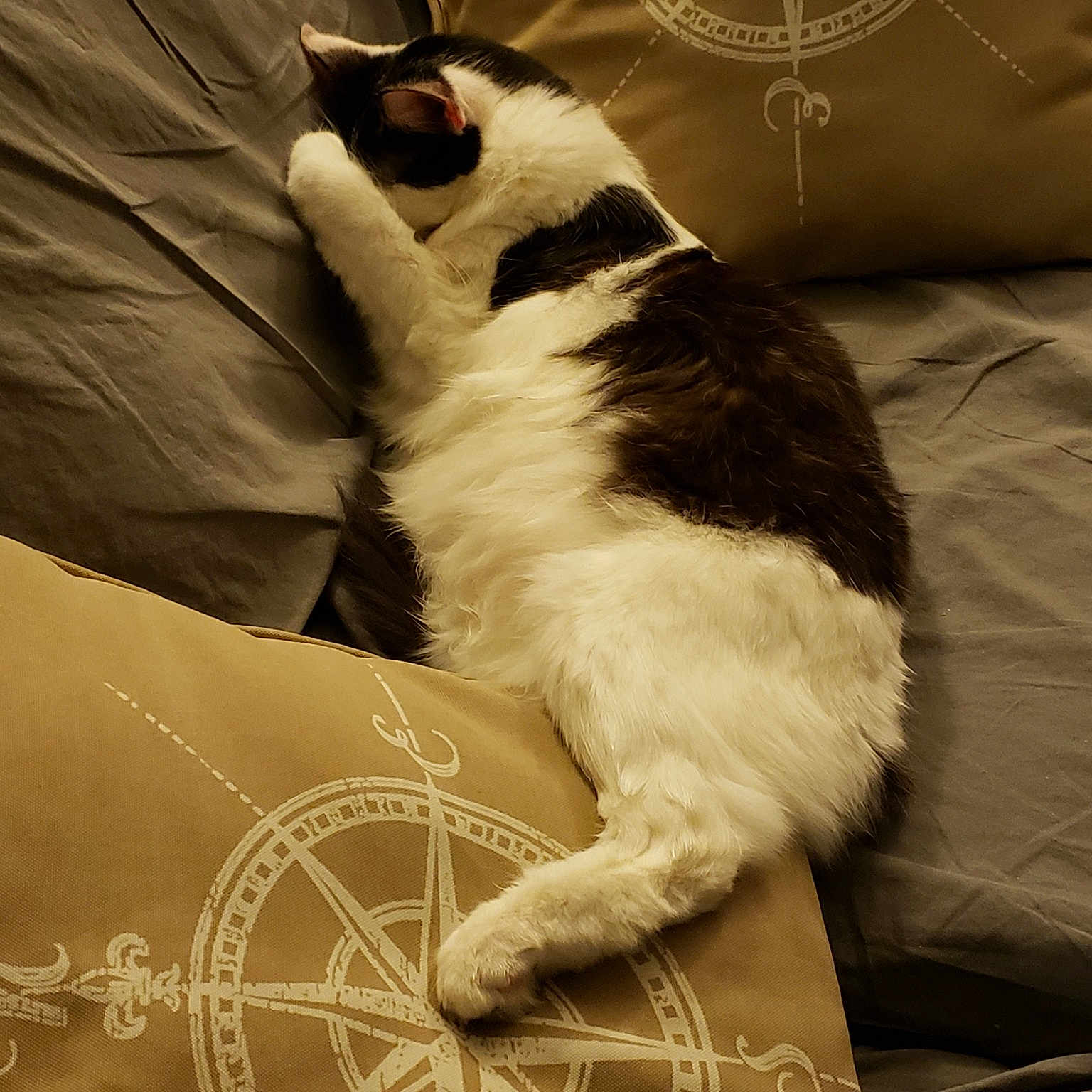 Fluffbutt