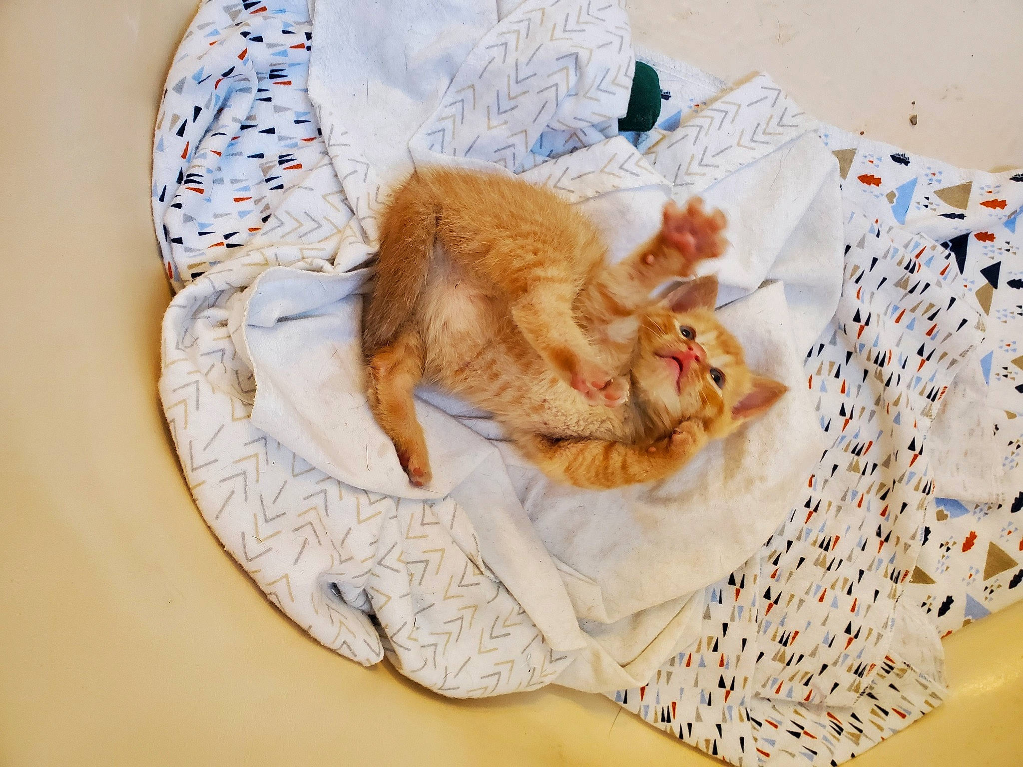 Lil' Bit is registered to the contest to win money with this photo: art, bed, bed_sheet, bedding, canidae, carnivore, cat, child, comfort, domestic_short_haired_cat, fawn, felidae, fur, linens, nap, paw, small_to_medium_sized_cats, tail, textile, whiskers