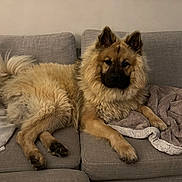 Vasco participe au concours pour gagner de l'argent avec cette photo : dog, fluffy, couch, blanket, indoor, pet, canine, relaxed, fur, paw, ears, tail, living_room, sofa, comfort, animal, laying_down, cozy, domestic, resting