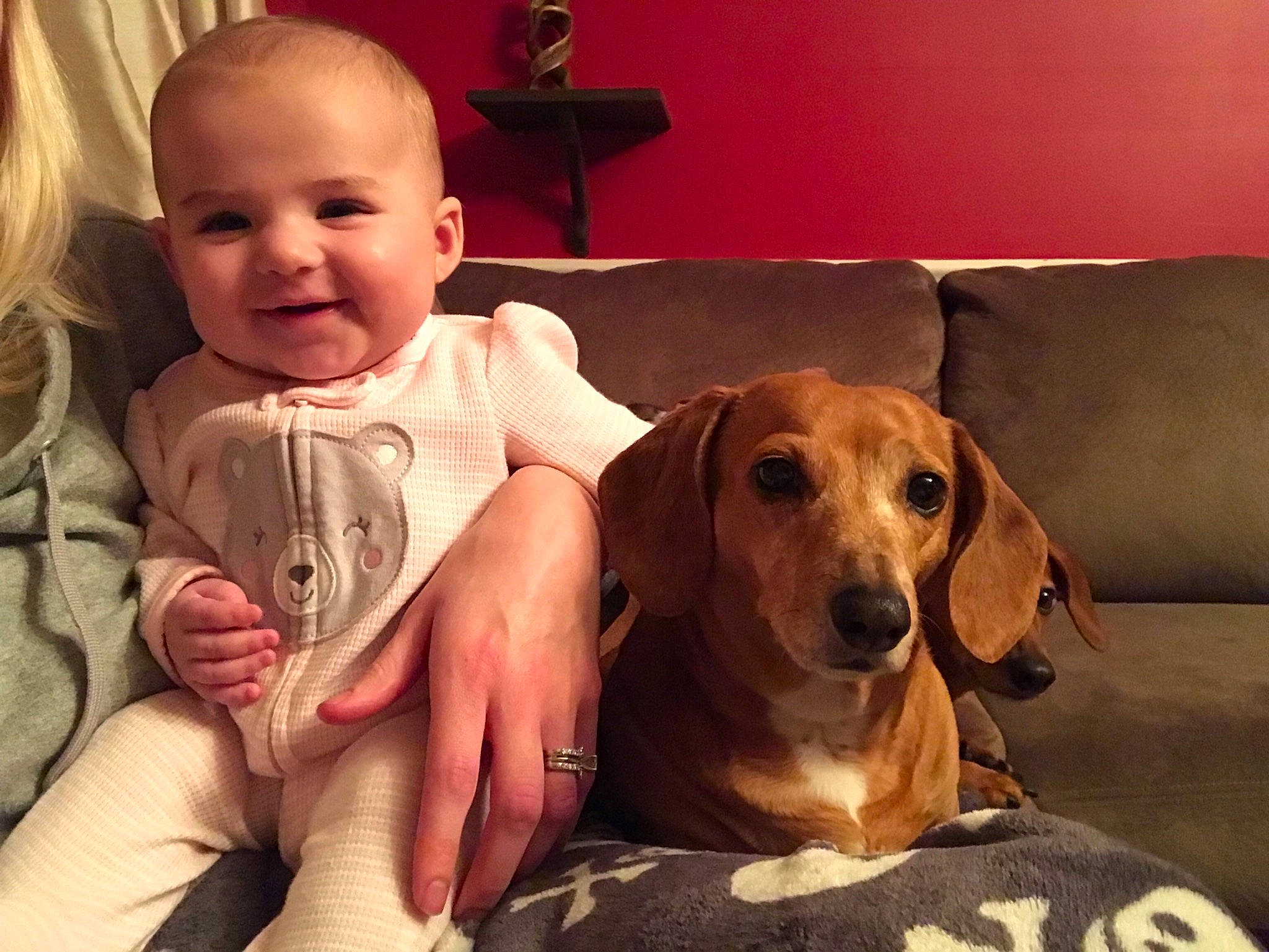 Austyn joined the competition — help win amazing prizes! beagador, canidae, carnivore, child, companion_dog, coonhound, dachshund, dog, dog_breed, ear, fawn, harrier, head, hound, joy, mammal, person, pocket_beagle, puppy_love, scent_hound