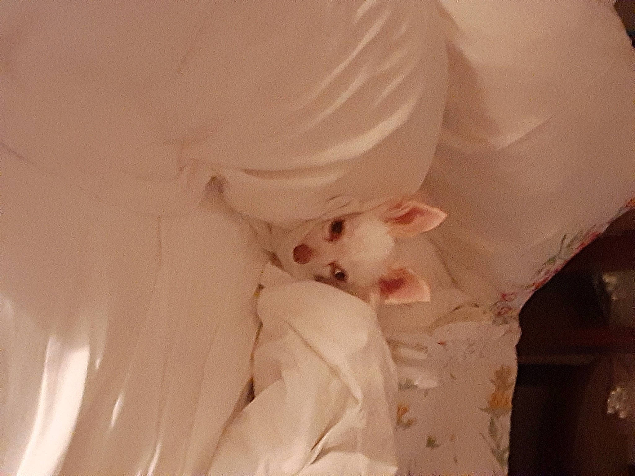 Willie joined the competition — help win amazing prizes! arm, bridal_accessory, bridal_clothing, chest, comfort, dress, eye, eyelash, fashion_accessory, gesture, happy, headpiece, human_body, long_hair, peach, petal, sleeve, toy, trunk, veil