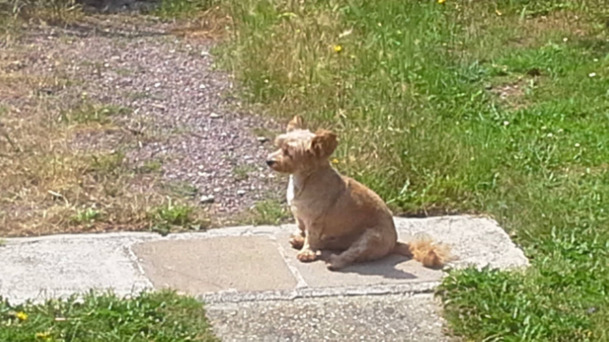 Jordy a rejoint le concours — aidez-le/la à gagner de superbes lots ! canidae, carnivore, cat, dog_breed, fawn, felidae, grass, mammal, small_to_medium_sized_cats, vertebrate