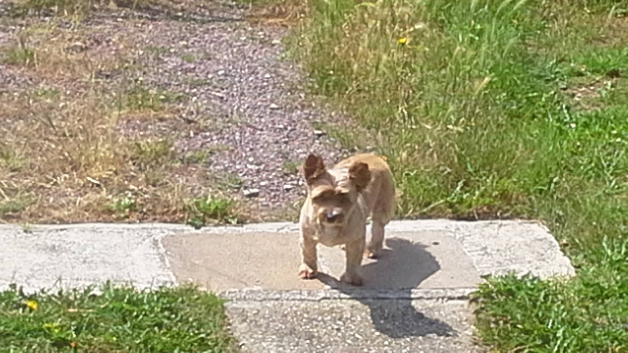Jordy a rejoint le concours — aidez-le/la à gagner de superbes lots ! border_terrier, canidae, carnivore, dog, dog_breed, fawn, grass, mammal, sporting_group, street_dog, tail, vertebrate