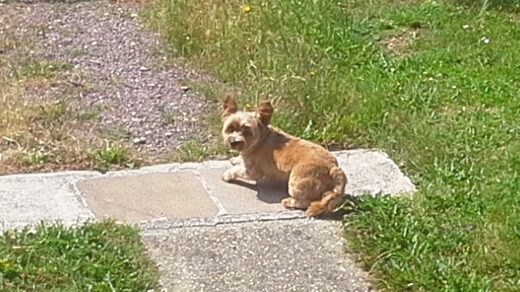 Jordy participe au concours pour gagner de l'argent avec cette photo : canidae, carnivore, companion_dog, dog, dog_breed, fawn, grass, mammal, pembroke_welsh_corgi, street_dog, welsh_corgi