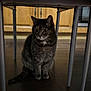 Indianna a rejoint le concours — aidez-le/la à gagner de superbes lots ! cat, tabby, indoor, floor, chair, wooden_floor, furniture, pet, curious, sitting, quiet, domestic_cat, four_legs, whiskers, ears, tail, home, animal, mammal, quiet_moment