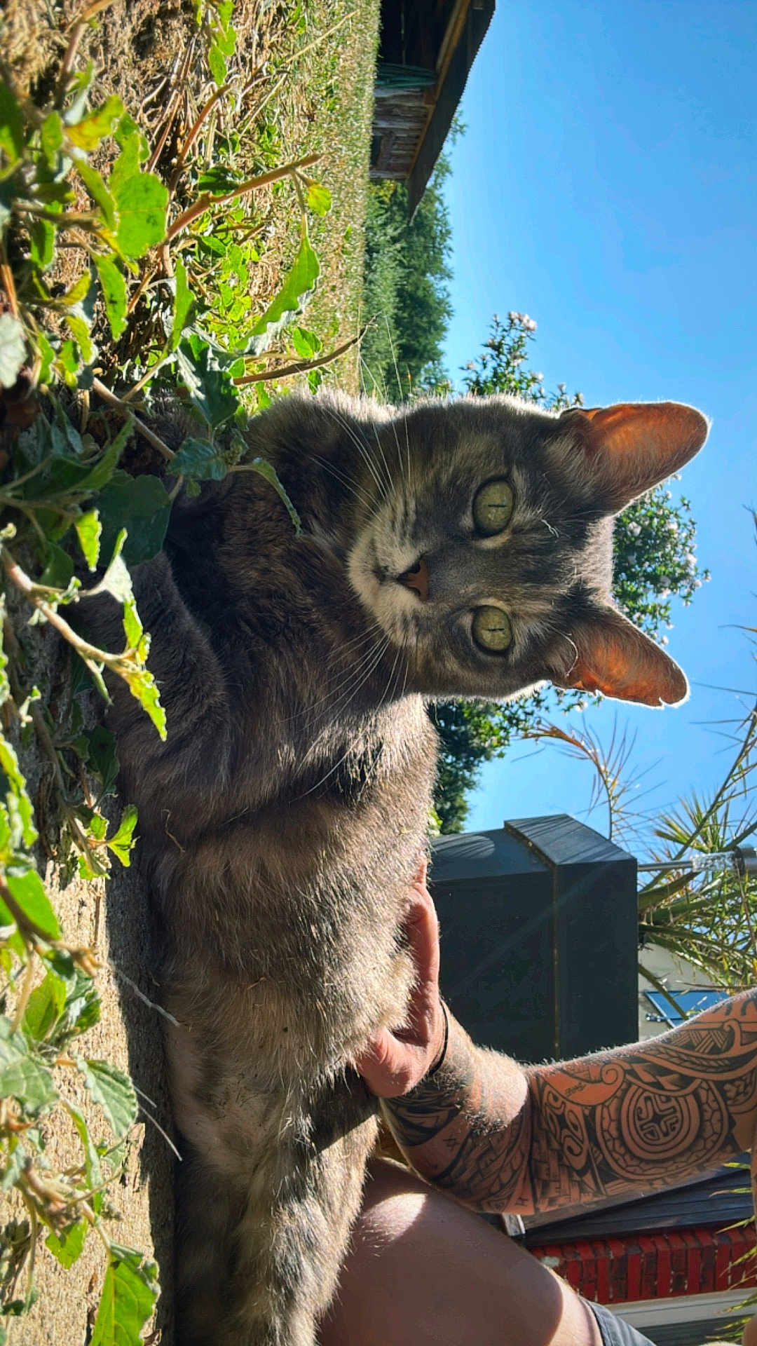 Indianna a rejoint le concours — aidez-le/la à gagner de superbes lots ! cat, tabby, tattoo, arm, outdoor, sunlight, grass, plant, blue_sky, relaxing, petting, nature, daylight, animal, mammal, domestic_cat, feline, person, skin, tattooed_arm