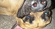 Maui is registered to the contest to win money with this photo: animal, background, canine, carpet, dog, domestic, ears, fur, happy, indoor, legs, light, mouth, person, pet, playful, smile, teeth, tongue, upside_down
