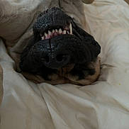 Maui is registered to the contest to win money with this photo: dog, upside_down, teeth, black_nose, lying_down, blanket, pet, animal, close_up, sleepy, cute, fur, canine, relaxed, mouth, indoors, resting, snout, whiskers, soft