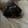 dog, upside_down, teeth, black_nose, lying_down, blanket, pet, animal, close_up, sleepy, cute, fur, canine, relaxed, mouth, indoors, resting, snout, whiskers, soft