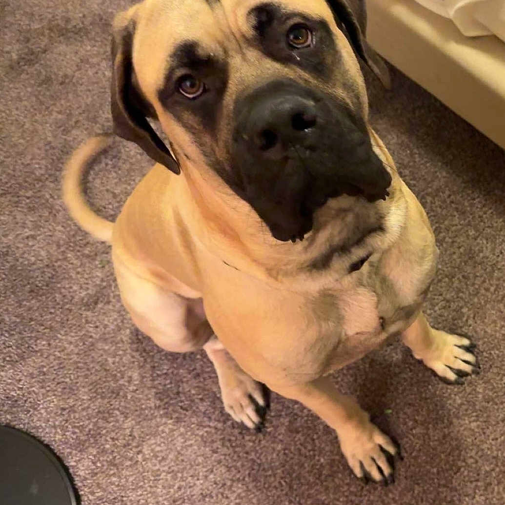 Maui joined the competition — help win amazing prizes! dog, tan_dog, black_muzzle, carpet, indoor, pet, canine, sitting, looking_up, bed, floor, tail, ears, fur, closeup, animal, companion, household, curious, portrait