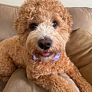 Gumball is registered to the contest to win money with this photo: dog, curly_fur, bow_tie, pet, canine, indoor, couch, beige, cute, tongue, relaxed, furry, close_up, companion, animal, domestic, mammal, friendly, portrait, snout