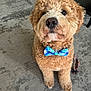 dog, bow_tie, curly_fur, brown_dog, pet, indoor, carpet, floor, close_up, cute, sitting, looking_up, animal, companion, friendly, domestic_animal, adorable, curly_coat, leash, furniture