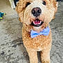 Gumball is registered to the contest to win money with this photo: dog, bow_tie, curly_fur, indoor, carpet, smiling, pet, cute, happy, toy, brown_fur, close_up, looking_up, domestic_animal, playful, fur, canine, animal, companion, portrait