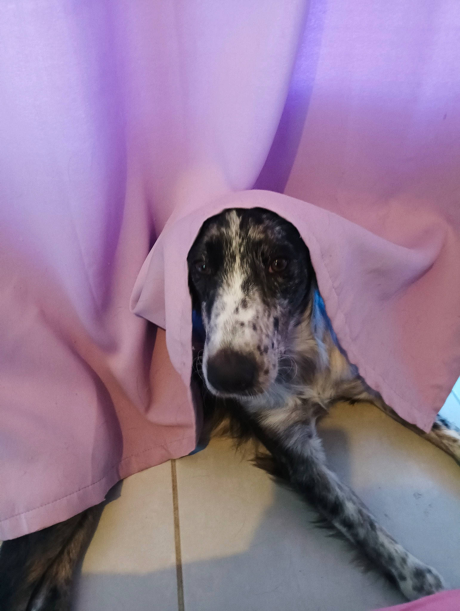 Charly a rejoint le concours — aidez-le/la à gagner de superbes lots ! canidae, carnivore, comfort, companion_dog, dog, dog_breed, macro_photography, magenta, nap, non_sporting_group, paw, petal, sleep, snout, sporting_group, terrestrial_animal, toy_dog, whiskers, working_animal