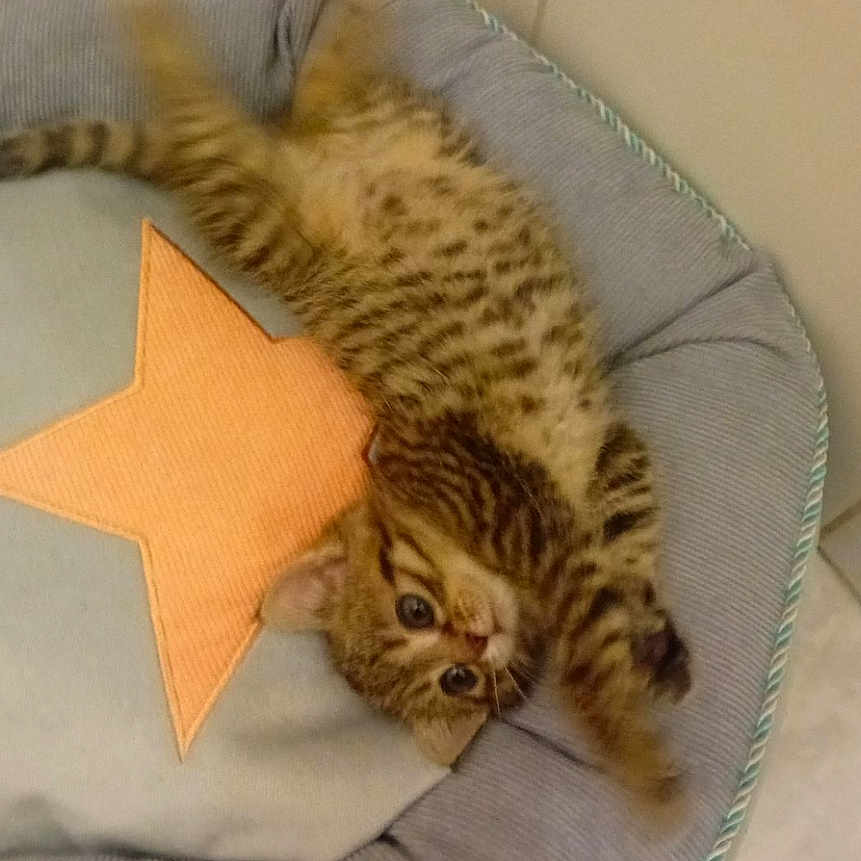 Caline a rejoint le concours — aidez-le/la à gagner de superbes lots ! abyssinian, animal, architecture, building, cat, couch, cushion, furniture, homedecor, indoors, kitten, livingroom, manx, person, pet, photography, room, sleeping, starsymbol, symbol