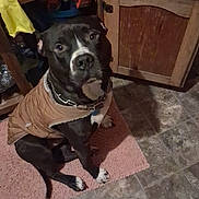 Sparkplug joined the competition — help win amazing prizes! dog, pet, pitbull, indoor, rug, tile_floor, wooden_cabinet, jacket, collar, sitting, looking_up, black_coat, white_markings, paw, cute, domestic, floor_mat, home_interior, portrait, curious_expression