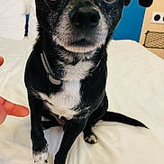 Frendji participe au concours pour gagner de l'argent avec cette photo : dog, black_dog, small_dog, pet, animal, portrait, close_up, sitting, bed, bedroom, white_bedding, collar, black_fur, white_markings, brown_eyes, floppy_ears, paw, tail, indoor, cute