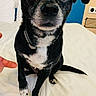 dog, black_dog, small_dog, pet, animal, portrait, close_up, sitting, bed, bedroom, white_bedding, collar, black_fur, white_markings, brown_eyes, floppy_ears, paw, tail, indoor, cute
